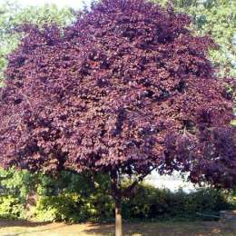 Purple Leaf Plum Sale