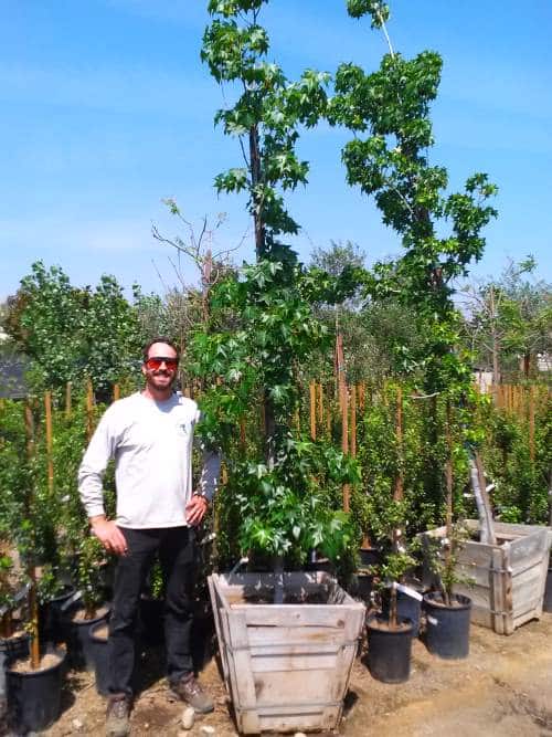 American Sweetgum Garden View Landscape, Nursery & Pools
