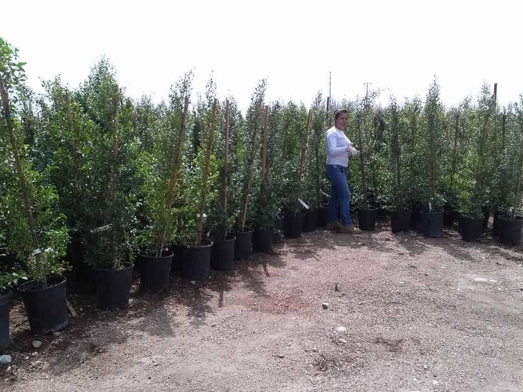 Privacy Hedges of all Sizes • Garden View Nursery - Irwindale, CA