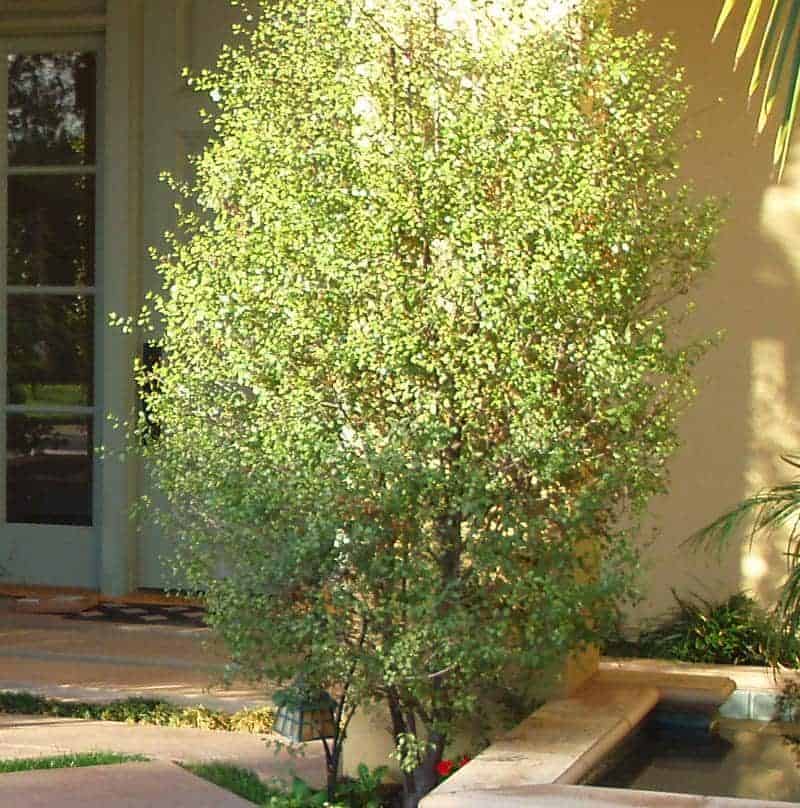 Pittosporum | Garden View Landscape, Nursery & Pools