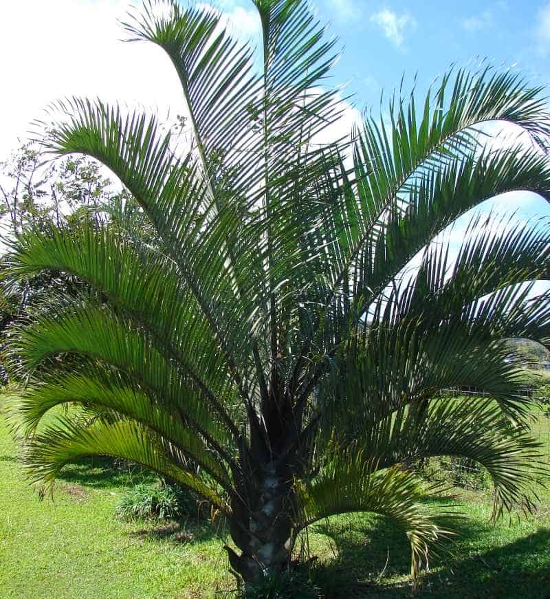 Triangle Palm Trees Garden View Landscape, Nursery & Pools