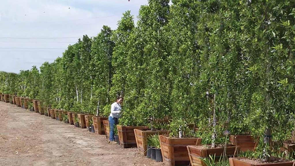 Privacy Hedges of all Sizes • Garden View Nursery - Irwindale, CA