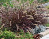Penisetum Plant