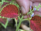 Coleus