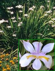 Dietes