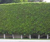 Ficus nitida