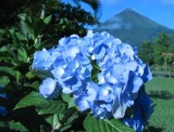 Blue hydrangea flower