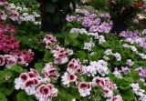 Martha Washington geraniums