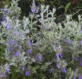 Teucrium fruticans