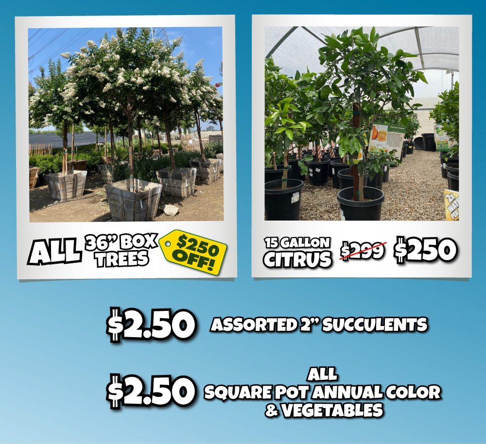 2 Nursery sale advertisement featuring discounts on 36” box trees, 15-gallon citrus trees, assorted 2” succulents, square pot annual color and vegetables, plus free hot dogs on Saturday, the 4th from 11am to 1pm.