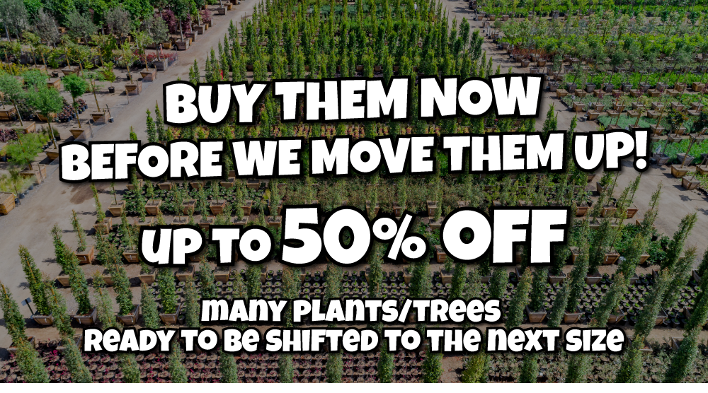 2 Aerial view of a plant nursery with text reading: “BUY THEM NOW BEFORE WE MOVE THEM UP! UP TO 50% OFF. MANY PLANTS/TREES READY TO BE SHIFTED TO THE NEXT SIZE.”