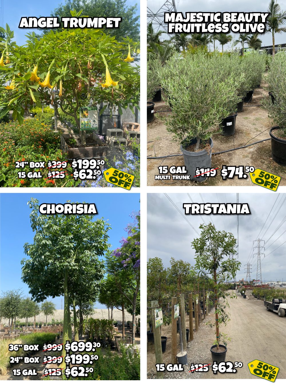 3 Four labeled photos of potted trees for sale at a nursery: Angel Trumpet, Majestic Beauty Fruitless Olive, Chorisia, and Tristania, each with prices and discount percentages displayed on the images.