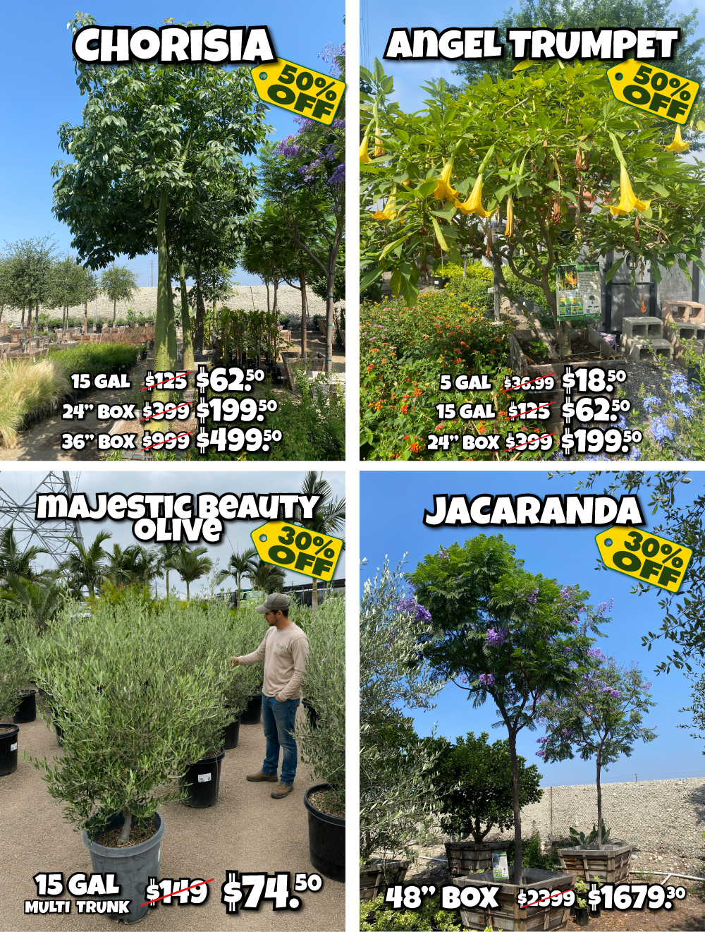 3 A four-panel grid showing nursery trees for sale with sale pricing: Chorisia, Angel Trumpet, Majestic Beauty Olive with a man standing nearby, and Jacaranda.