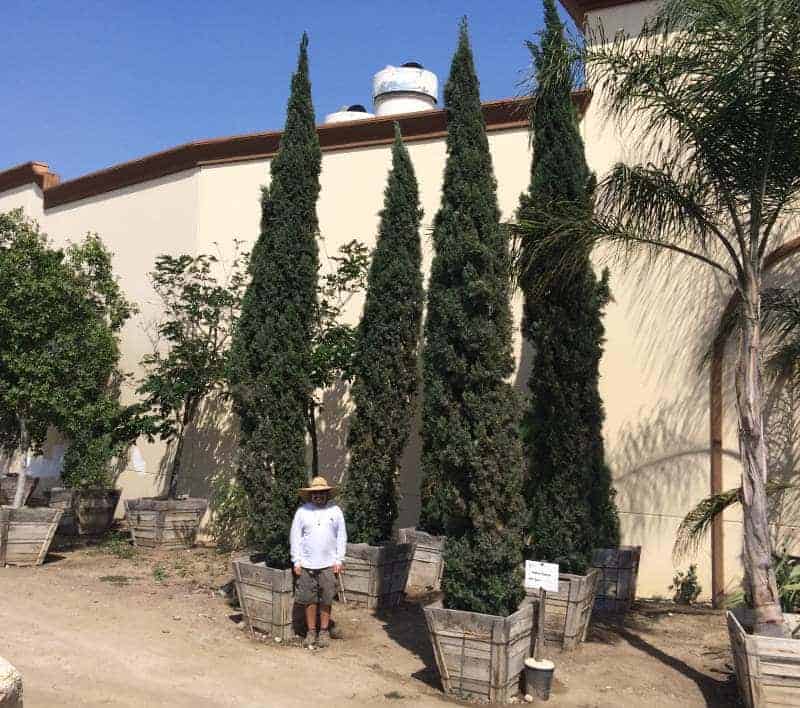 Italian Cypress hedges in thirty inch boxes for sale