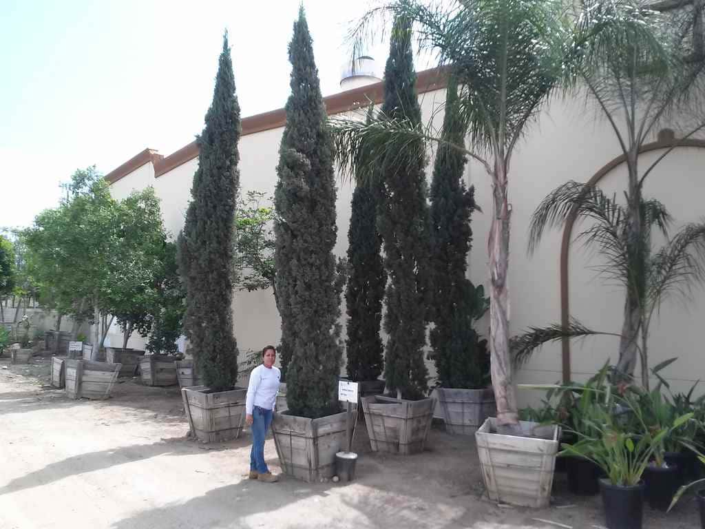 Thirty inch boxed italian cypress