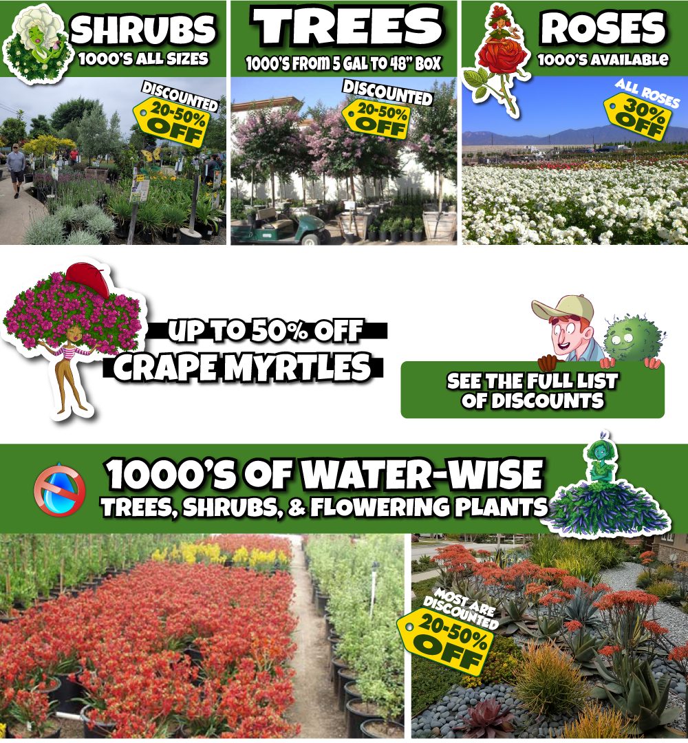 4 Flyer showing discounts on shrubs, trees, and roses at a plant nursery. Images of assorted plants, sale signs of 20–50% off, and highlighted text for crape myrtles and water-wise plants in bright, bold graphics.