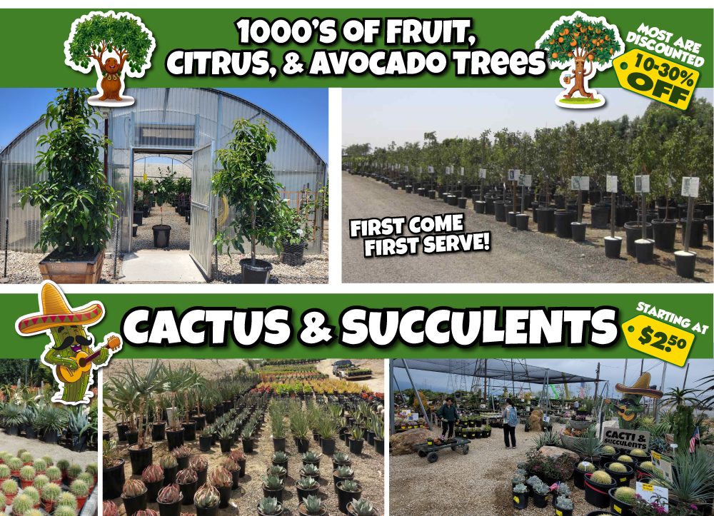 5 Collage of a tree nursery featuring fruit, citrus, avocado trees, and various cacti and succulents for sale. Signs highlight discounts, with prices for succulents starting at $2.50. Outdoor nursery scenes shown.