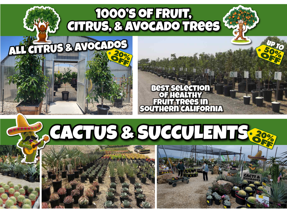 5 Promotional flyer for a nursery featuring fruit, citrus, and avocado trees with up to 50% off, plus a selection of cacti and succulents with 20% off.
