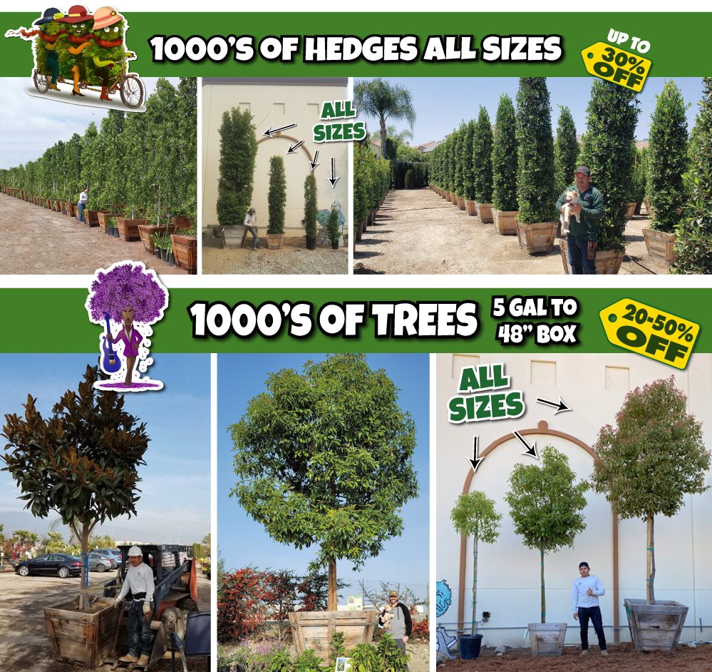 6 Collage showing various sizes of hedges and trees at a nursery, with people for scale. Text highlights discounts of up to 50% off and availability of all sizes, from small pots to large boxed trees.