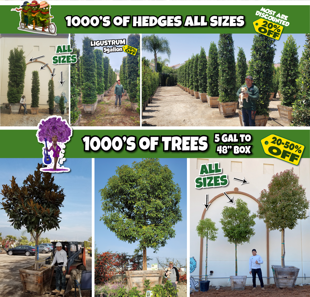 6 Collage showing a variety of hedges and trees in containers for sale, featuring employees, discount information, and text labels for hedge sizes and tree box sizes.