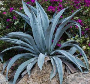 Agave americana succulent on rocks