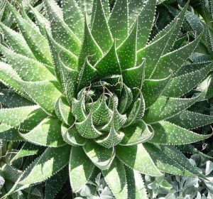 Green Aloe aristata Lace aloe succulent
