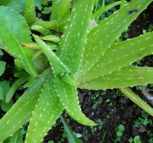 Aloe vera succulent