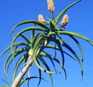 Tree Aloe with orange flowers Aloe bainesii
