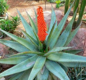 Aloe ferox Bitter Aloe succulent
