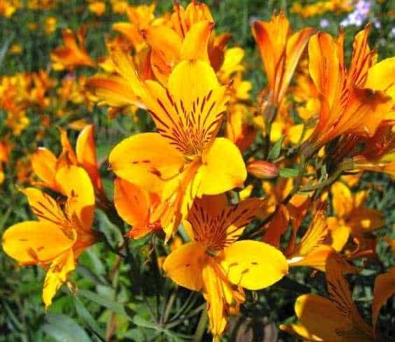Alstroemeria Peruvianlily