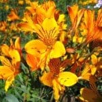 Alstroemeria Peruvian lily