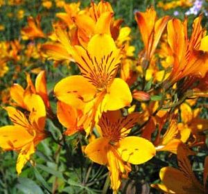 Alstroemeria Peruvianlily