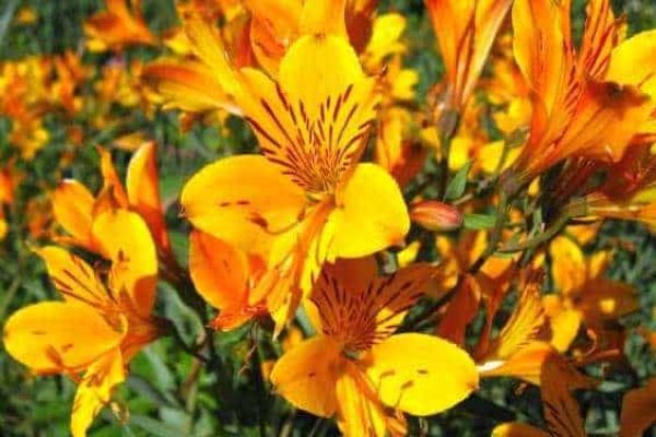 Alstroemeria Peruvianlily