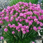 Armeria maritima pink thrift