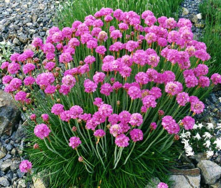 Pink Thrift | Garden View Landscape, Nursery & Pools