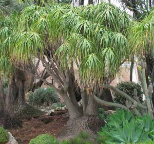 Beaucarnea recurvata 