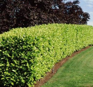 Prunus caroliniana Carolina Cherry Hedge