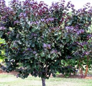 Merlot Redbud tree Cercis canadensis
