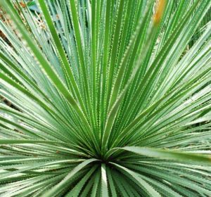 Dasylirion wheeleri Desert Spoon succulent