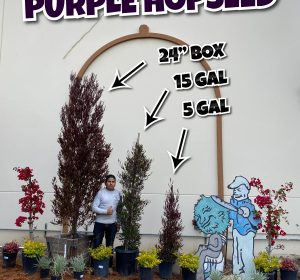 Dodonaea viscosa purpurea hedges in different sizes