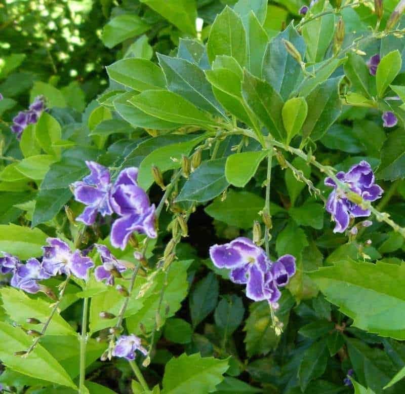 Duranta plant