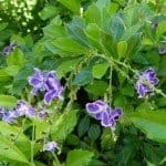 Duranta plant