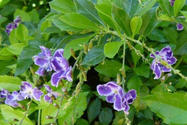 Duranta plant
