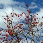 Coral tree (Erythrina)