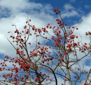 Erythrinacaffra coraltree
