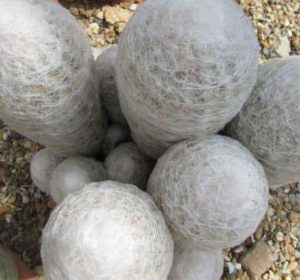 Espostoa lanata Cactus