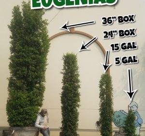 Eugenia hedges all sizes from 5 gallon to 36