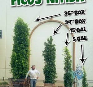 Ficus nitida hedges all sizes available