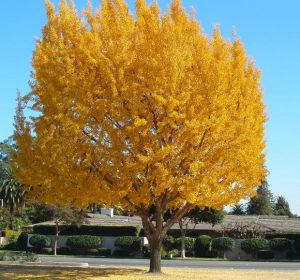 Ginko biloba maidenhair tree