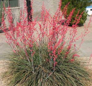 Hesperaloe parviflora Red Yucca succulent